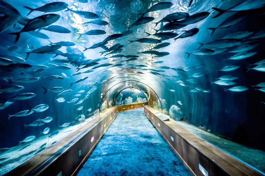 3D Balıklı Akvaryum Tüneli Duvar Kağıdı