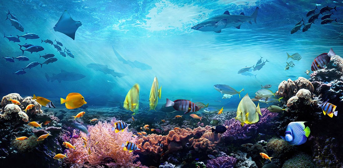 Denizaltında Resif Renkli Balıklar 3D Duvar Kağıdı Görseli