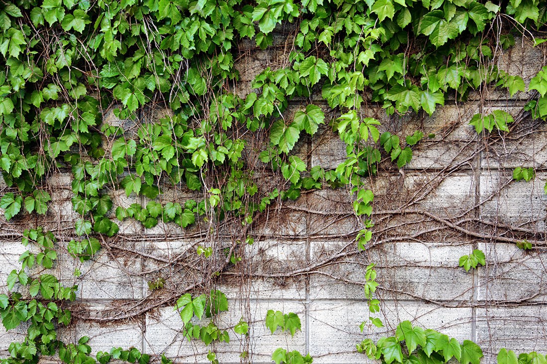 Sarmaşık Yapraklı Doğal Taş Duvar Kağıdı