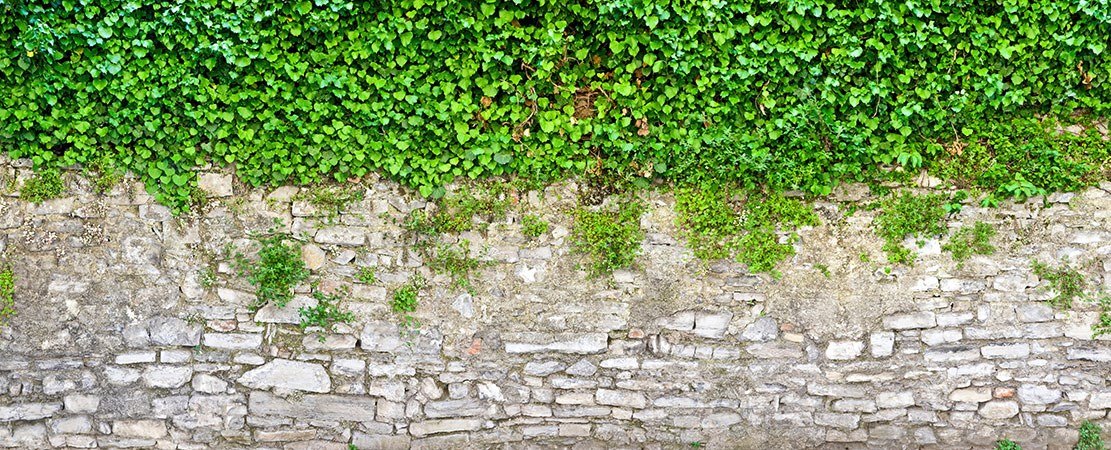 Taş Duvarda Sarmaşık Yapraklar Duvar Kağıdı