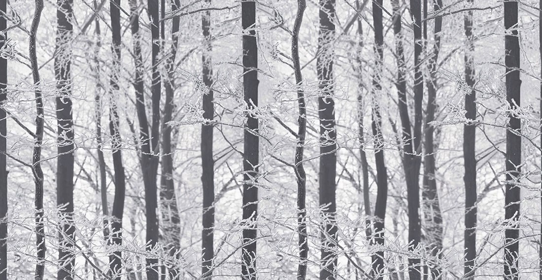 Kış Ormanı Manzaralı Siyah Beyaz Duvar Kağıdı 