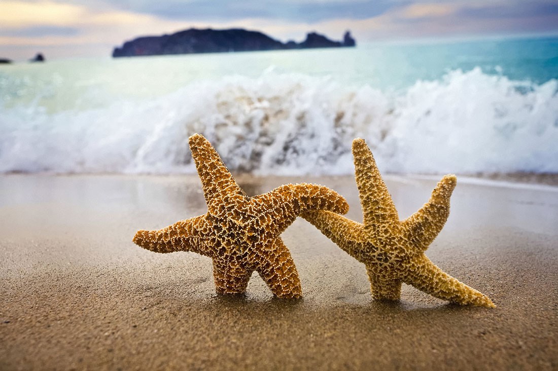 El Ele Tutuşmuş Deniz Yıldızları ve Kumsal Duvar Kağıdı 3D 
