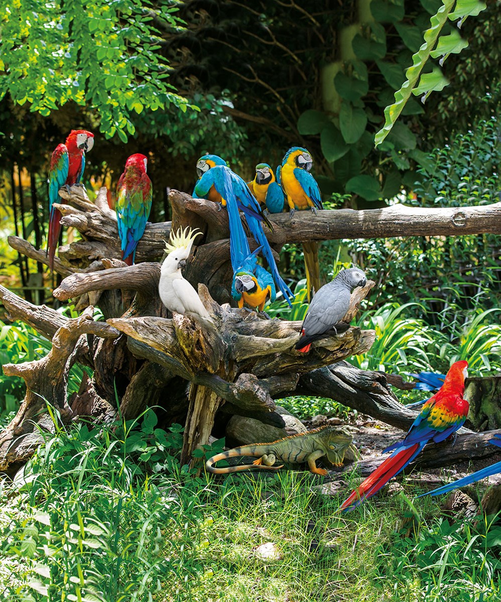 Rengarenk Papağanlar 3D Duvar Kağıdı