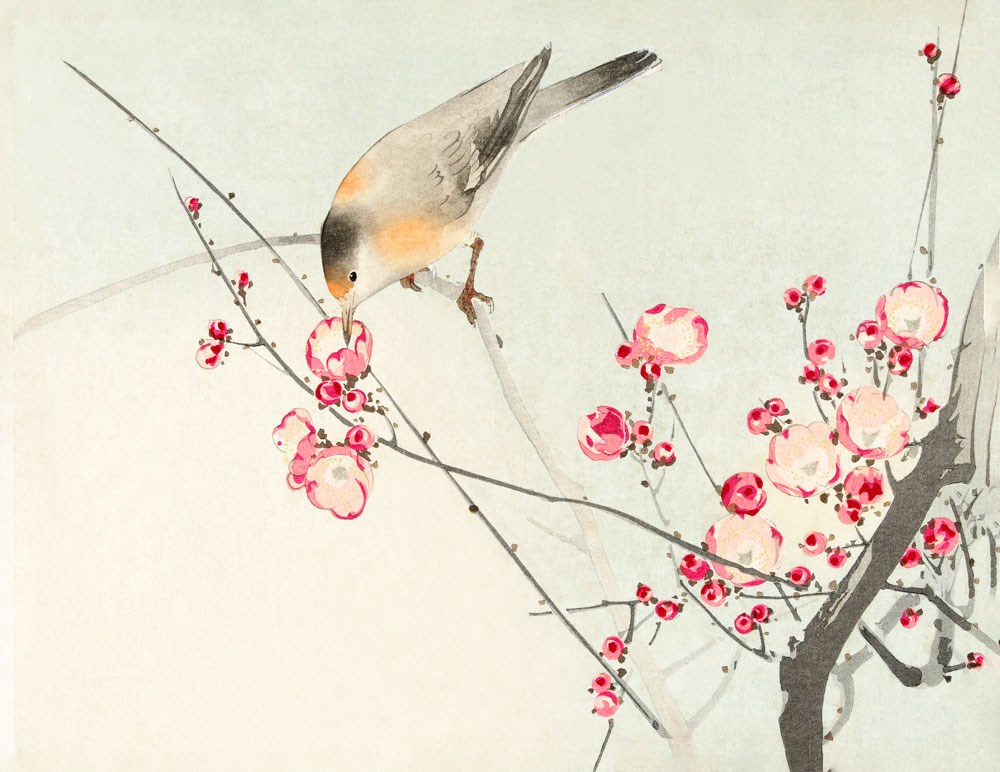 Kuş ve Çiçeklenmiş Bahar Dalları Duvar Kağıdı