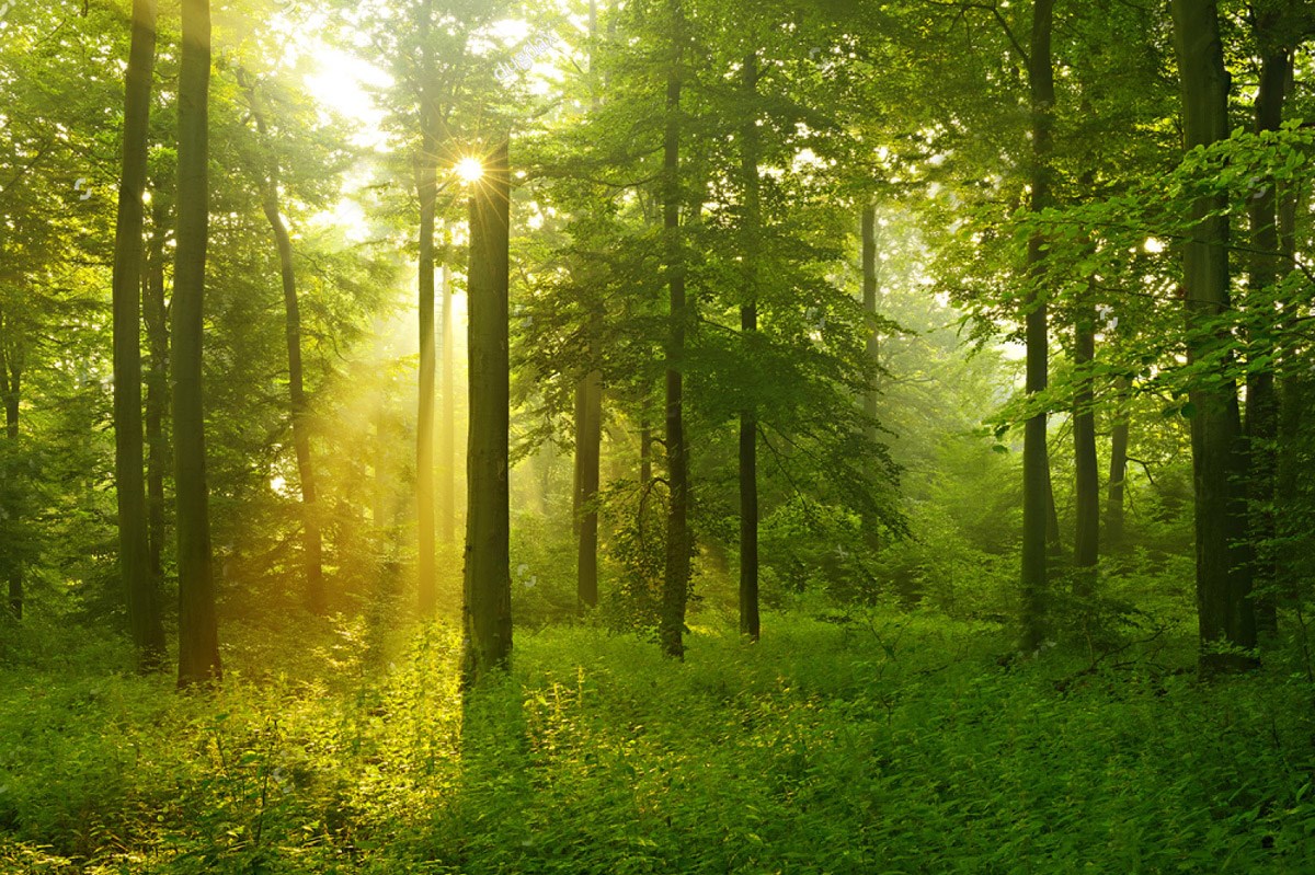 Yeşil Orman Manzaralı 3 Boyutlu Duvar Kağıdı