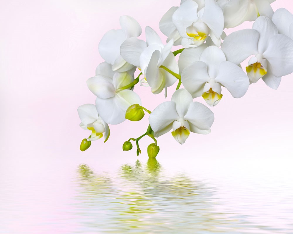 Beyaz Orkideler 3D Duvar Kağıdı