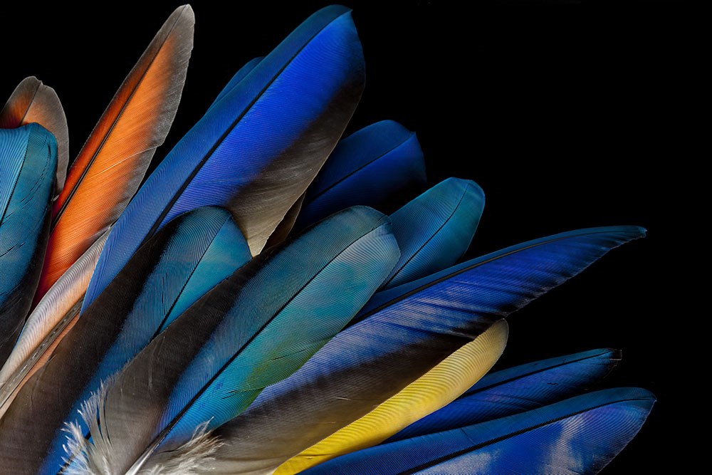Lacivert Turuncu Mavi Tüyler Sanatsal 3D Duvar Kağıdı