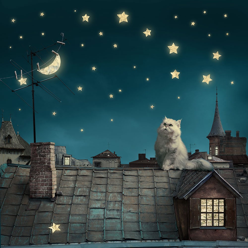 Ev Çatısında Yıldızlı Geceye Bakan Beyaz Kedi Duvar Kağıdı 3D