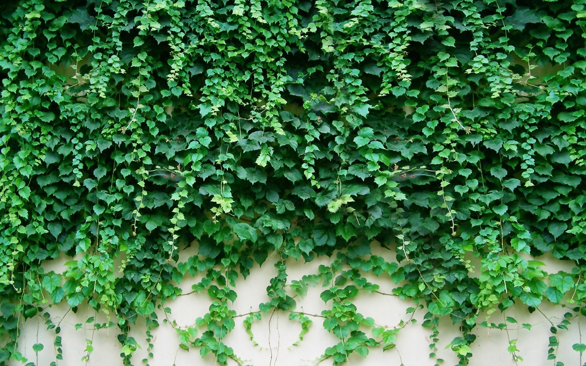 Yeşil Yapraklı Sarmaşık Duvar Kağıdı