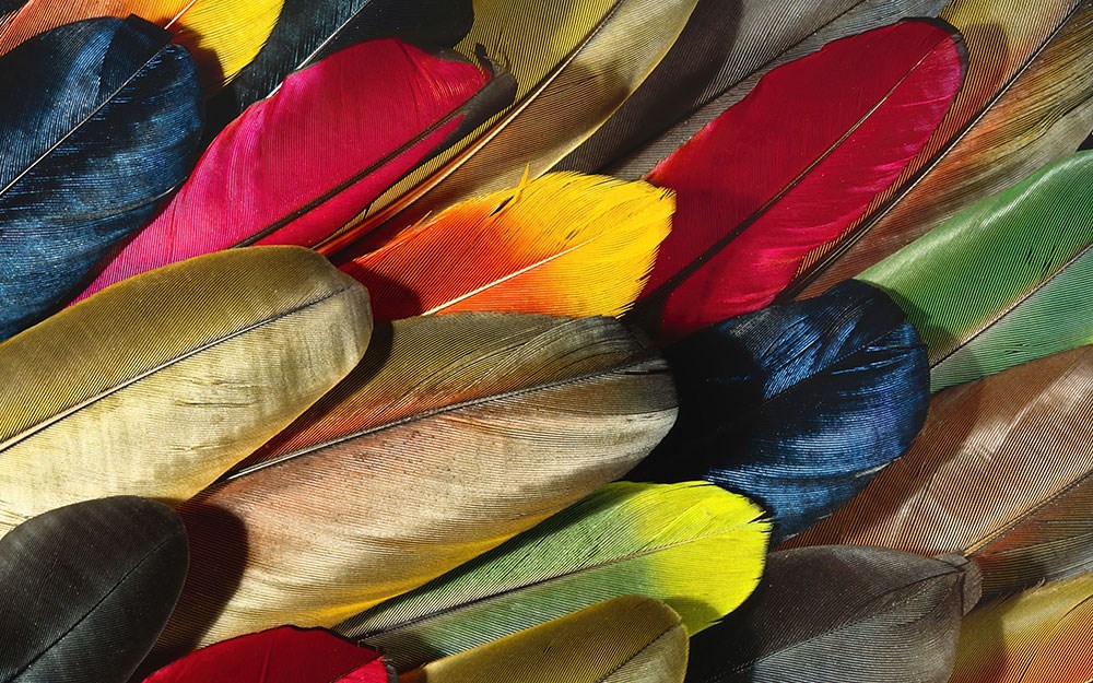 Tropikal Kuş Tüyleri Resimli 3D Duvar Kağıdı