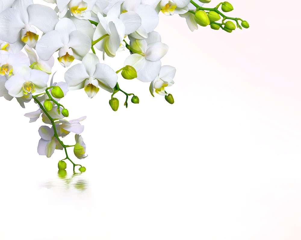 Tomurcuklu Orkide Çiçekleri Spa Merkezi 3D Duvar Kağıdı Görseli