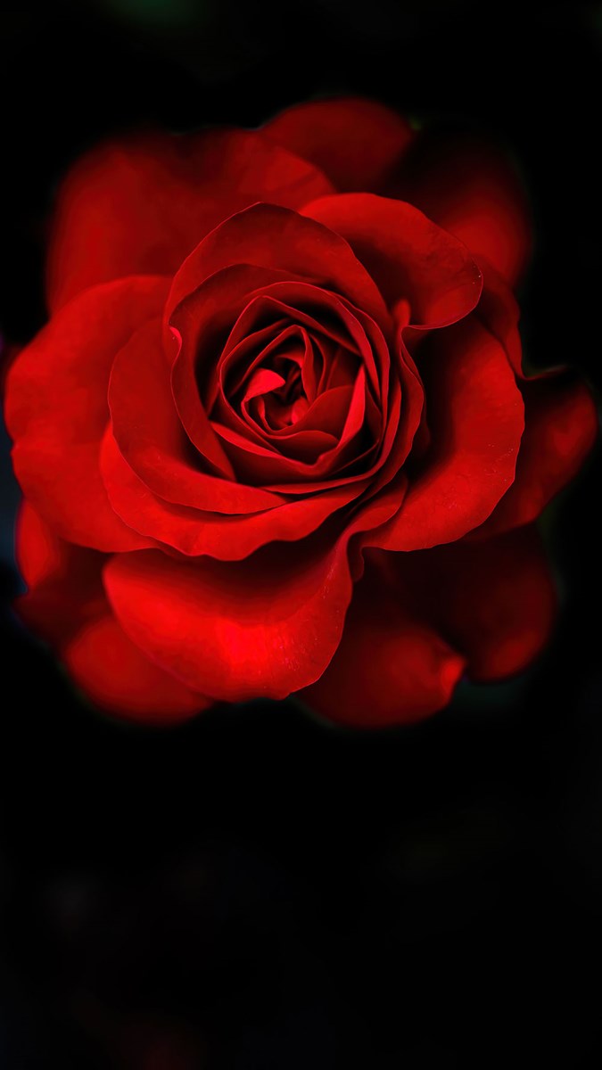 Red Rose 3D Duvar Kağıdı 