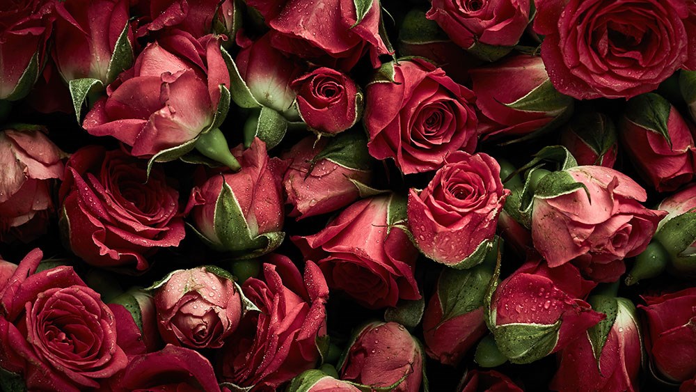 Çiçekçi Dükkanı Tomurcuk Gülleri 3D Duvar Kağıdı Görseli