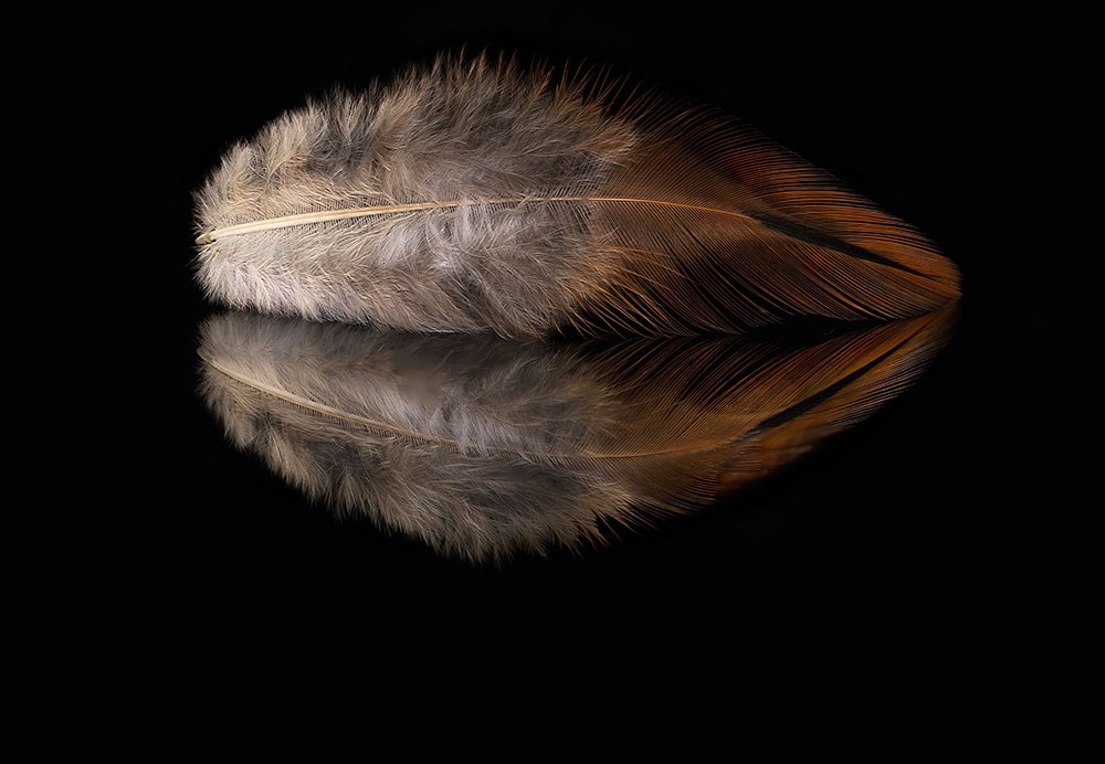 Kahverengi Tek Kuş Tüyü 3D Tasarım Duvar Kağıdı Görseli