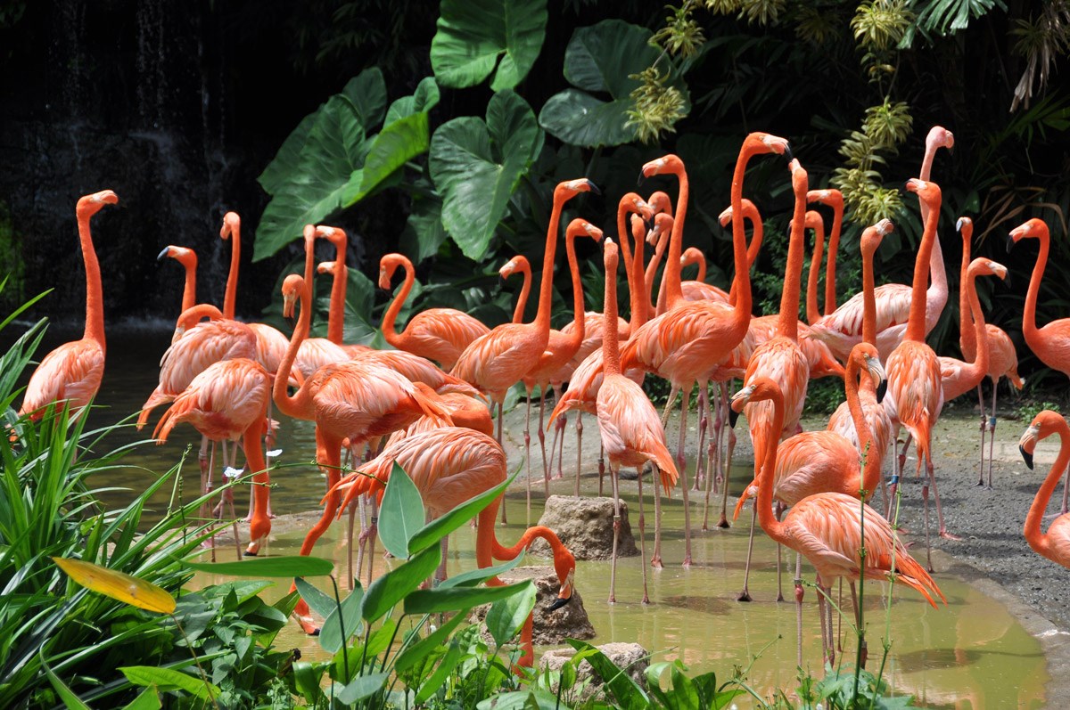 Turuncu Flamingolar Fotoğrafı Duvar Kağıdı 3D