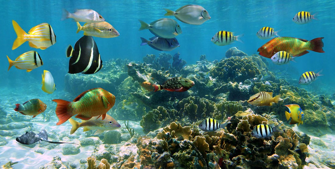 Denizaltında Renkli Küçük Balıklar 3D Duvar Kağıdı Görseli