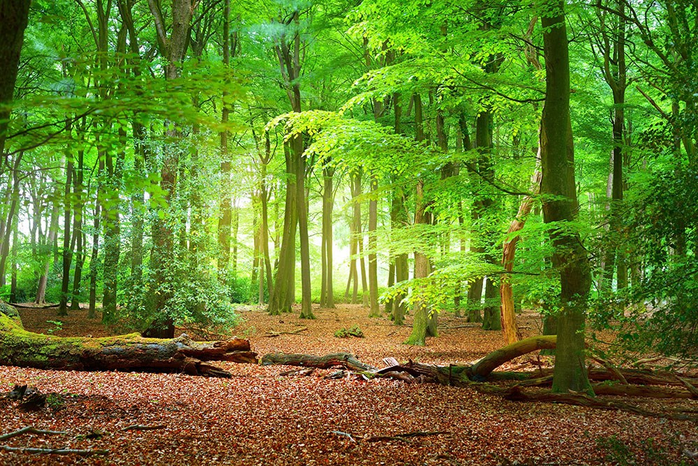 Yeşil Ağaçlar Arasından Sızan Gün Işığı Manzaralı Orman 3 Boyutlu Duvar Kağıdı Görseli