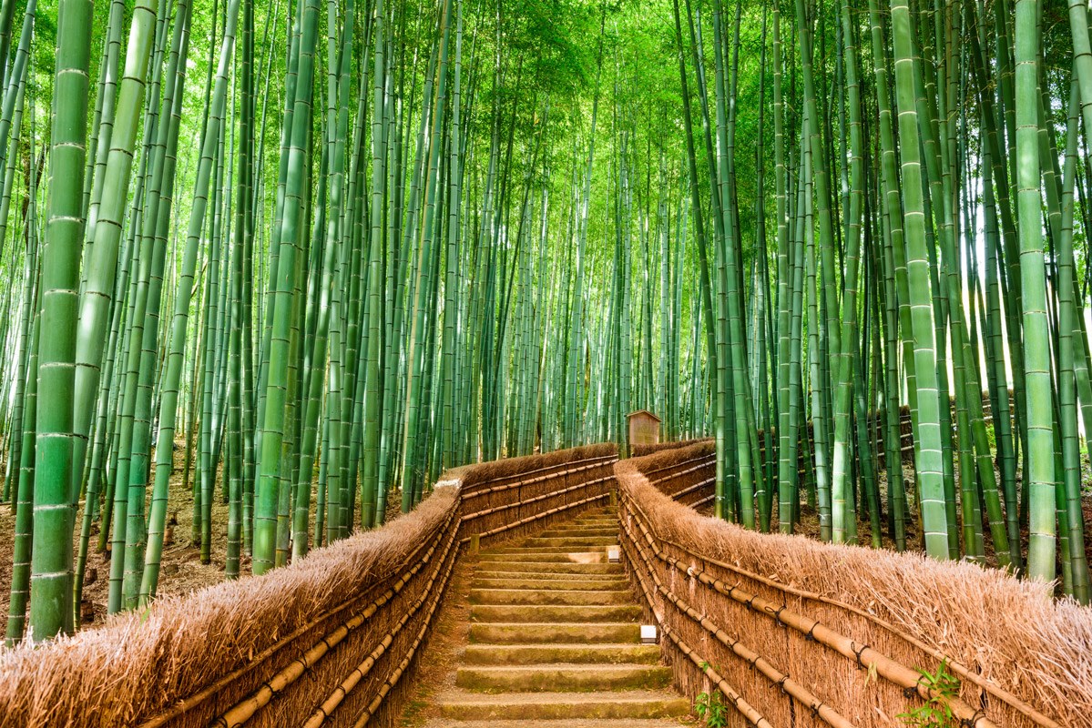 Bambu Ormanı Manzaralı 3 Boyutlu Duvar Kağıdı 