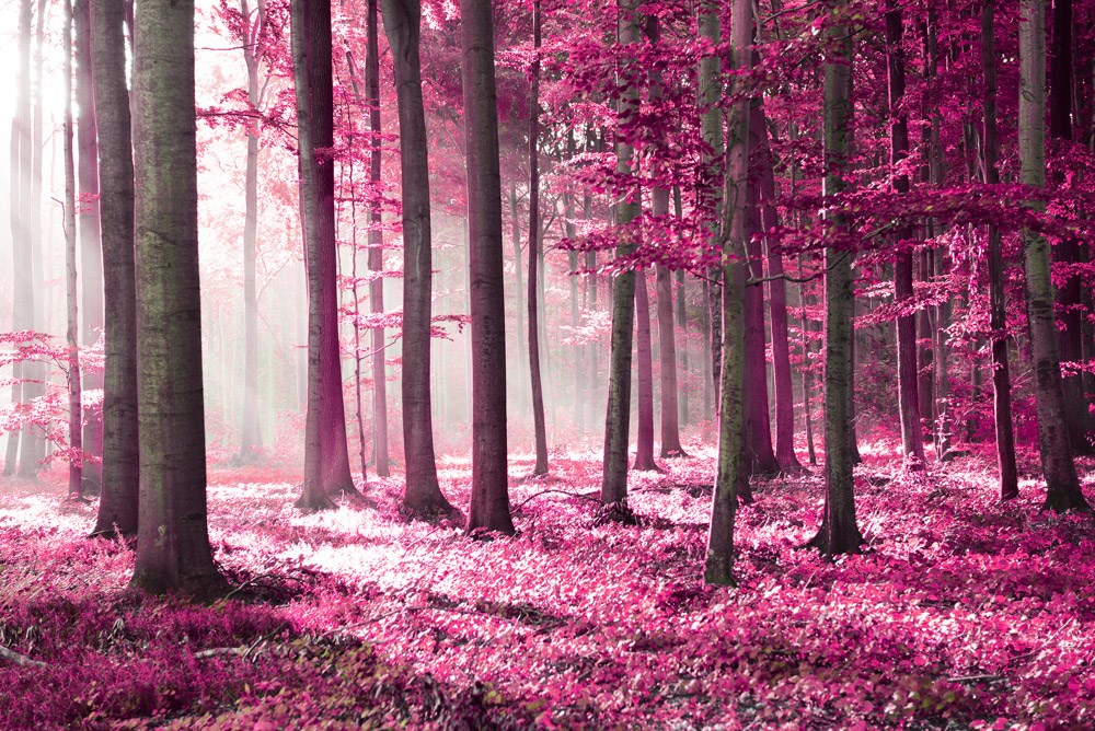 Pembe Ağaçlar Pembe Sonbahar Romantik 3D Duvar Kağıdı 