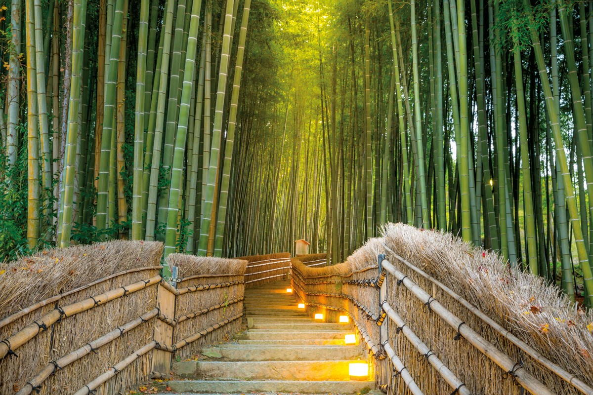 Bambu Ağaçlar Arasında Güneşin Doğuşu 3 Boyutlu Duvar Kağıdı 