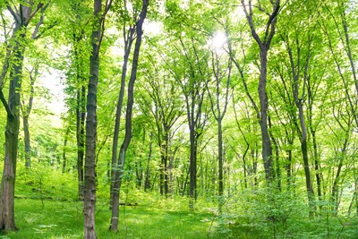 Yemyeşil Ağaçlı Güz Ormanları 3D Duvar Kağıdı Baskı Görseli