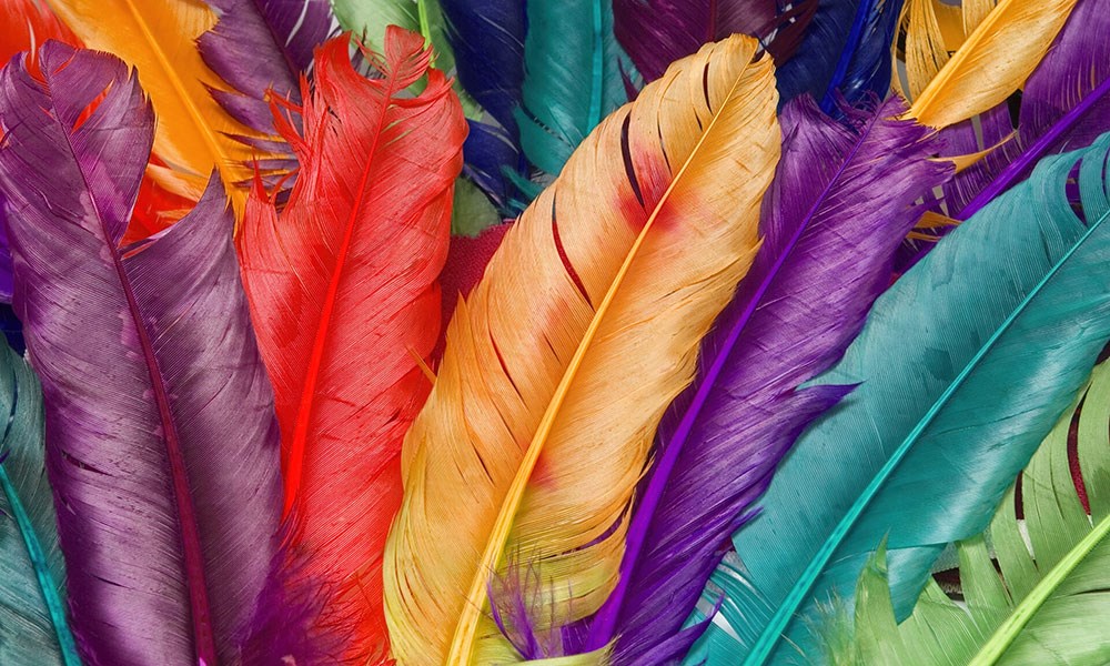Canlı Renkli Kuş Tüyleri Desenli Etkileyici Duvar Kağıdı Modeli