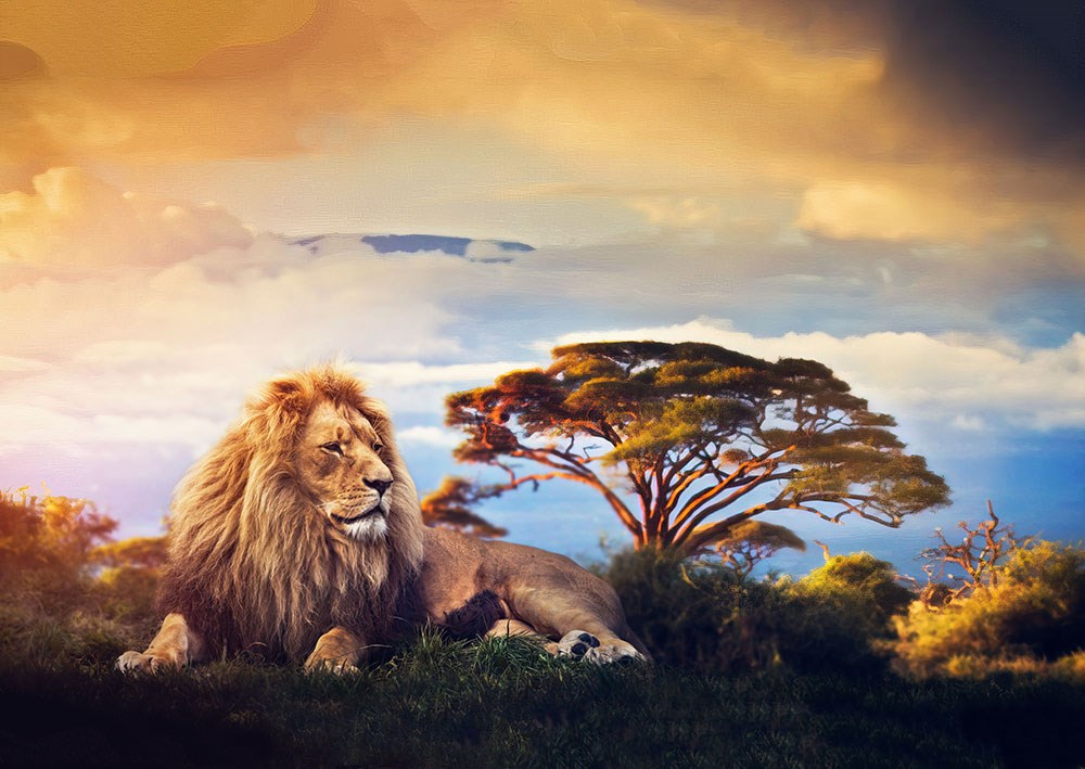 Afrika Ormanlarında Görkemli Aslan Resimli 3D Duvar Kağıdı
