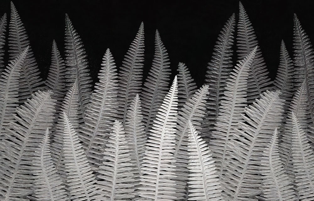 Siyah Zeminde Beyaz Çam Yaprakları Desenli 3 Boyutlu Duvar Kağıdı Modeli