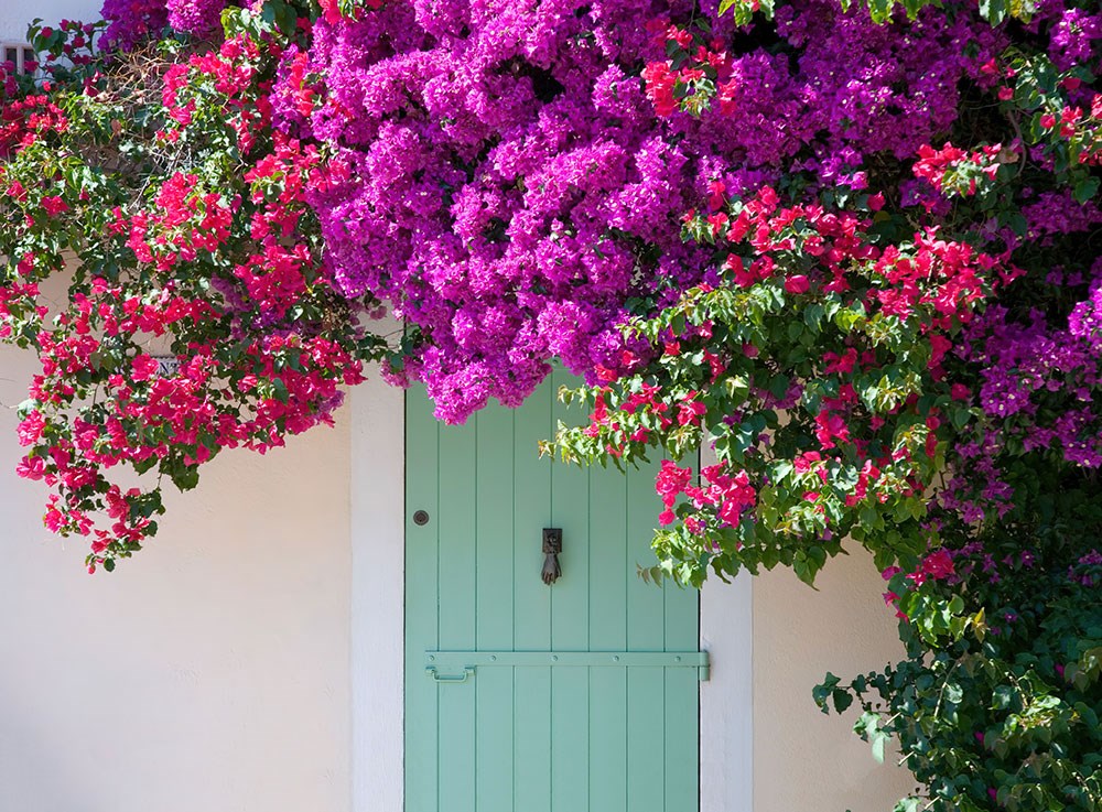Yazlık Ev Turkuaz Renkli Ahşap Kapı Pembe Yeşil Çiçek Bahçesi 3D Duvar Kağıdı