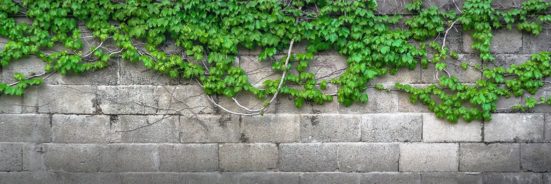 Sarmaşık Yaprak ve Tuğla Desen Duvar Kağıdı Modeli