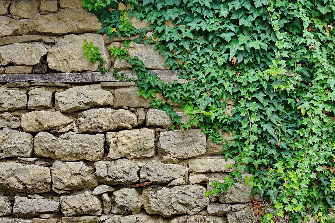 Yeşil Yaprak Sarmaşıklı Bahçe Duvarı Duvar Kağıdı Modeli