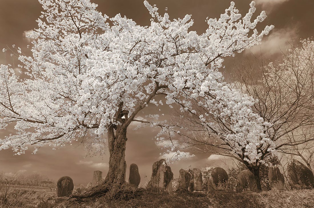 Beyaz Çiçek Açmış Romantik Ağaç Vintage Duvar Kağıdı Modeli