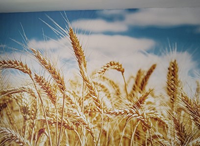 Şehrin Ortasındaki Başak Tarlam: Duvarlarıma Ektiğim Huzur